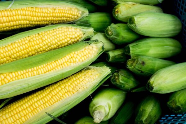 Green Corn